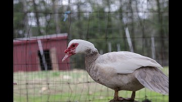 How To Hatch Duck Eggs