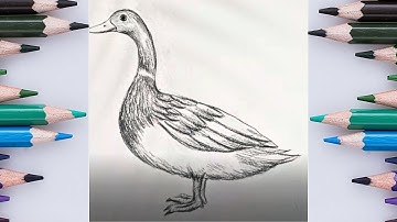 How to Draw a Cute Duck 🦆 Easy Step by Step Drawing for Kids