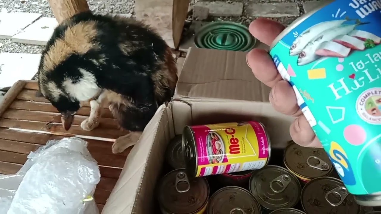 มีพัสดุมาส่งแล้ว น้องน้องแมวมารับกันใหญ่ เด็กวัดโป่งชัย แจ้ห่ม ลำปาง