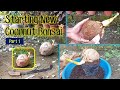 Starting new coconut bonsai part1