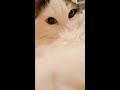 カメラを認識しすぎているねこ