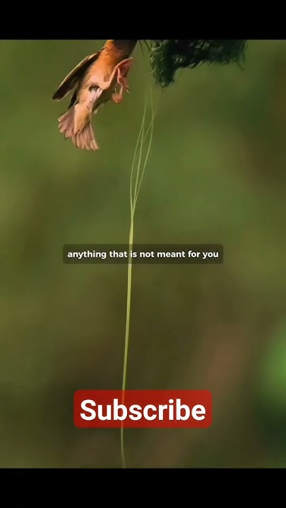 what-is-yours-will-always-find-it-way-to-you-motivation-viralvideo