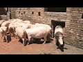 मुजफ्फरनगर में होटल वेस्ट पर सूअर पालन कैसे करते हैं ~ Pig Farming