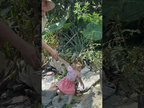 Monkey LyLy ran