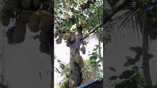 Jackfruit tree#Nature lover ♥️