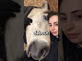 Cette vache semble immobile… mais elle dort #Animaux #Vaches