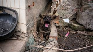 “Don’t Come Near Me” — A Stray Puppy Hid for 5 Days, Too Scared to Go Near Anyone