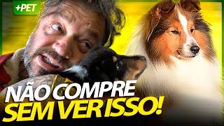 VOCÊ PRECISA SABER DISSO ANTES DE COMPRAR UM PASTOR DE SHETLAND! | RICHARD RASMUSSEN