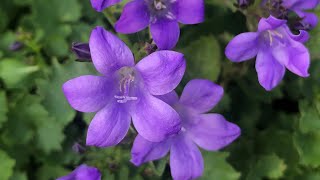 Bellflower plant: excellent ground cover