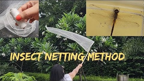 How To Make Insect Net And Collection #DIY #insectnetmethod #insectnetting