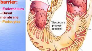 Urinary system. Video-lecture by Zimatkin (27)