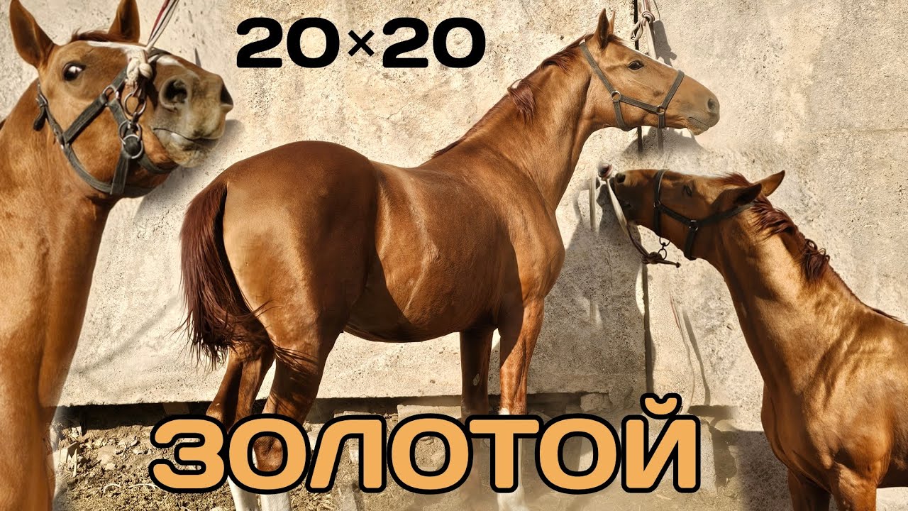 Золотой дончак 20 × 20 ОРИГИНАЛ ТӨӨ КУЙРУКА ТАКАЛАТ