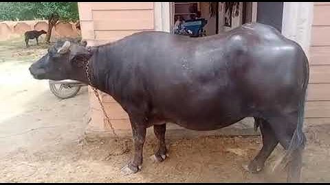 my first vlog buffalo 🐃 ki video#buffalo