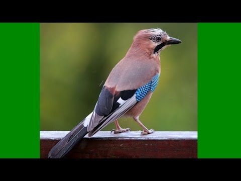 Видео: Учените откриват птица, която са три вида в едно