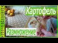 КАК БЫСТРО ОМОЛОДИТЬ И РАЗМНОЖИТЬ КАРТОФЕЛЬ С ПОМОЩЬЮ ОПИЛОК!