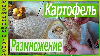 КАК БЫСТРО ОМОЛОДИТЬ И РАЗМНОЖИТЬ КАРТОФЕЛЬ С ПОМОЩЬЮ ОПИЛОК!