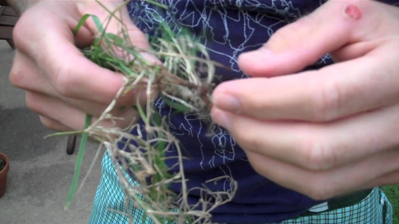 Jay McCurdy - sedges have edges.mov