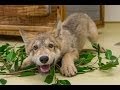 Cute baby wolf puppy playing at the san diego zoo