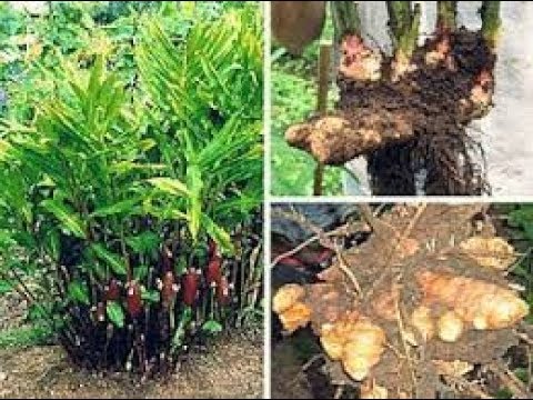Калган Корень Фото Где Растет Когда Собирать
