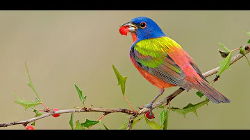 Soothing Relaxing Piano Music Birds Video Clip beautiful & colourful Nature natural wild life jungle