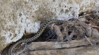 Observando a la culebra de herradura. 4K