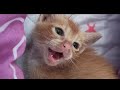 The Little Kitten Crying Who Have Lost His  Mother Because Hit By A Car. Part 2