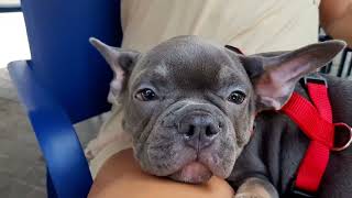 BULL DOG FRANCES BLUE 3 MESES LLEGADA A CASA