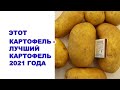 Этот картофель - самый урожайный в 2021 году