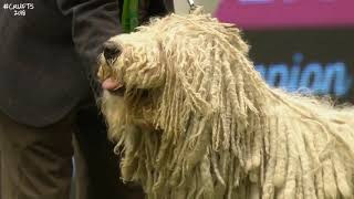 Best of Breed, Pastoral Group|KOMONDOR|(20172022)