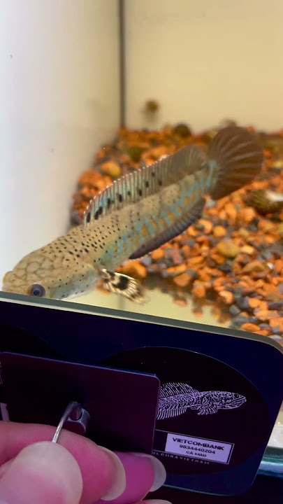 Cá Lóc Channa Pulchra S10cm