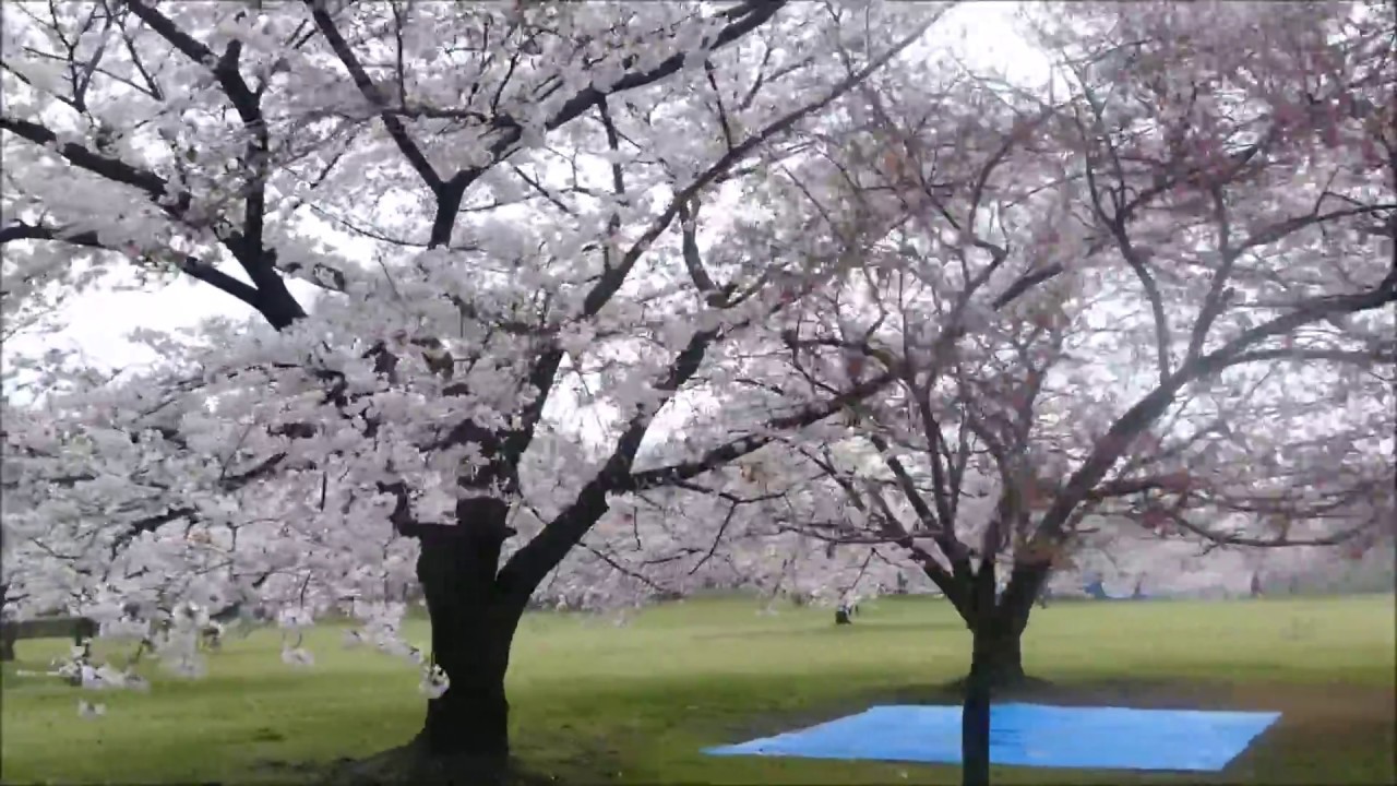 大泉緑地の桜 ２０１７年４月8日 Youtube