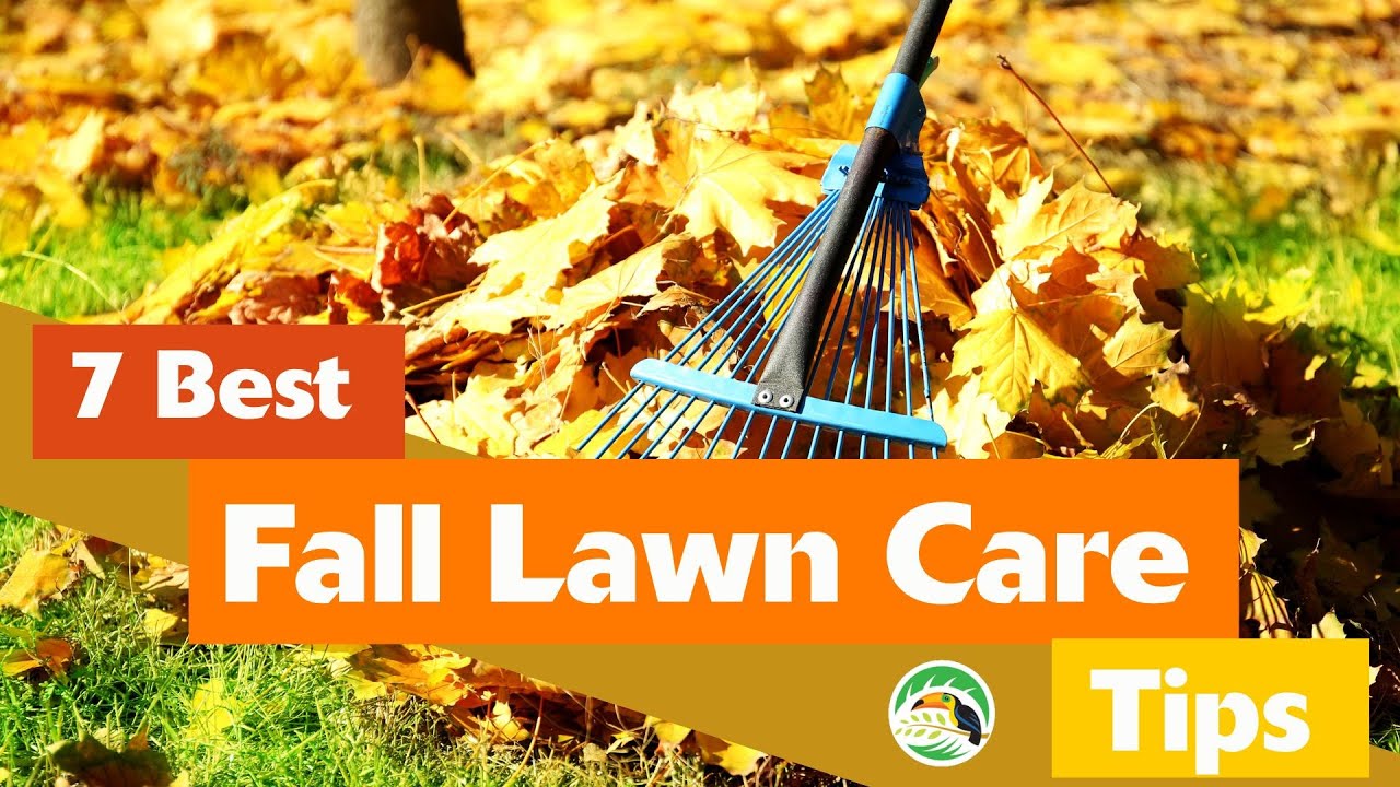 The 7 Best Things You Can Do For Your Lawn In The Fall YouTube The 7 Best Things You Can Do For Your Lawn In The Fall YouTube