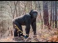 Nine Fierce Chimpanzees Venture Into the Woods for the 1st Time