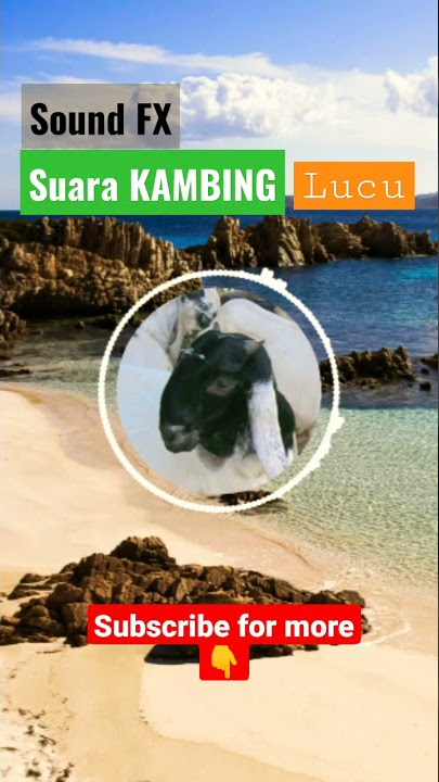 kambing lucu | sound effect