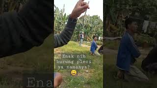 Download Lagu PLECI NIH BOS.. SENGGOL DONG #kicaumania #plecimania #totalbukpar MP3