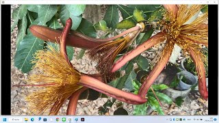 Pachira insignis flowers once a year