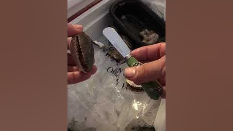 How to shuck clean bay scallops from Tampa Florida