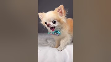 Chihuahua Cedric Opens Advent Calendar | Day 7 #shorts