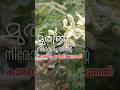 മലയാളികളുടെ മുരിങ്ങ അവർ നിരോധിച്ചു |കാരണം ഞെട്ടിക്കും #tips #farming #plants #gardening #garden