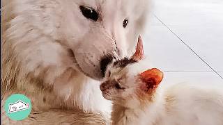 Giant Dog Thinks Kitten Is His Baby. Now He's A Cat Mama | Cuddle Buddies