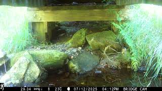 Otters, Mink and Bullfinches Under the Bridge