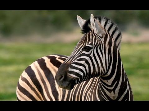 Awesome Zebra Facts Youtube