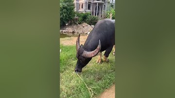 trâu cà cổ cong cặp sừng to #contrauduc #shorts