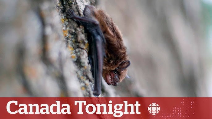 image of 캐나다, 방에서 박쥐와 조우한 아동 광견병으로 사망