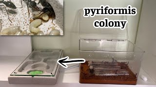 Moving My Pyriformis Colony || Anna's Antics