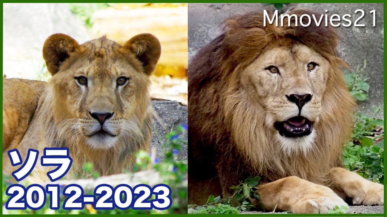 東山動植物園のライオン「ソラ」姉妹のもとへ~Sora the Lion - YouTube