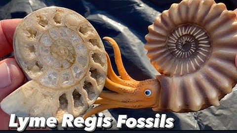 Lyme Regis Fossils-Ammonite Preparation