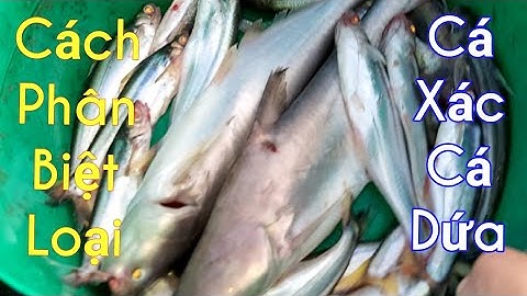 Cách Phân Biệt Loại Cá Xác Sọc Và Cá Dứa / Sông Nước Miền Tây / Kiềm Rapper #118