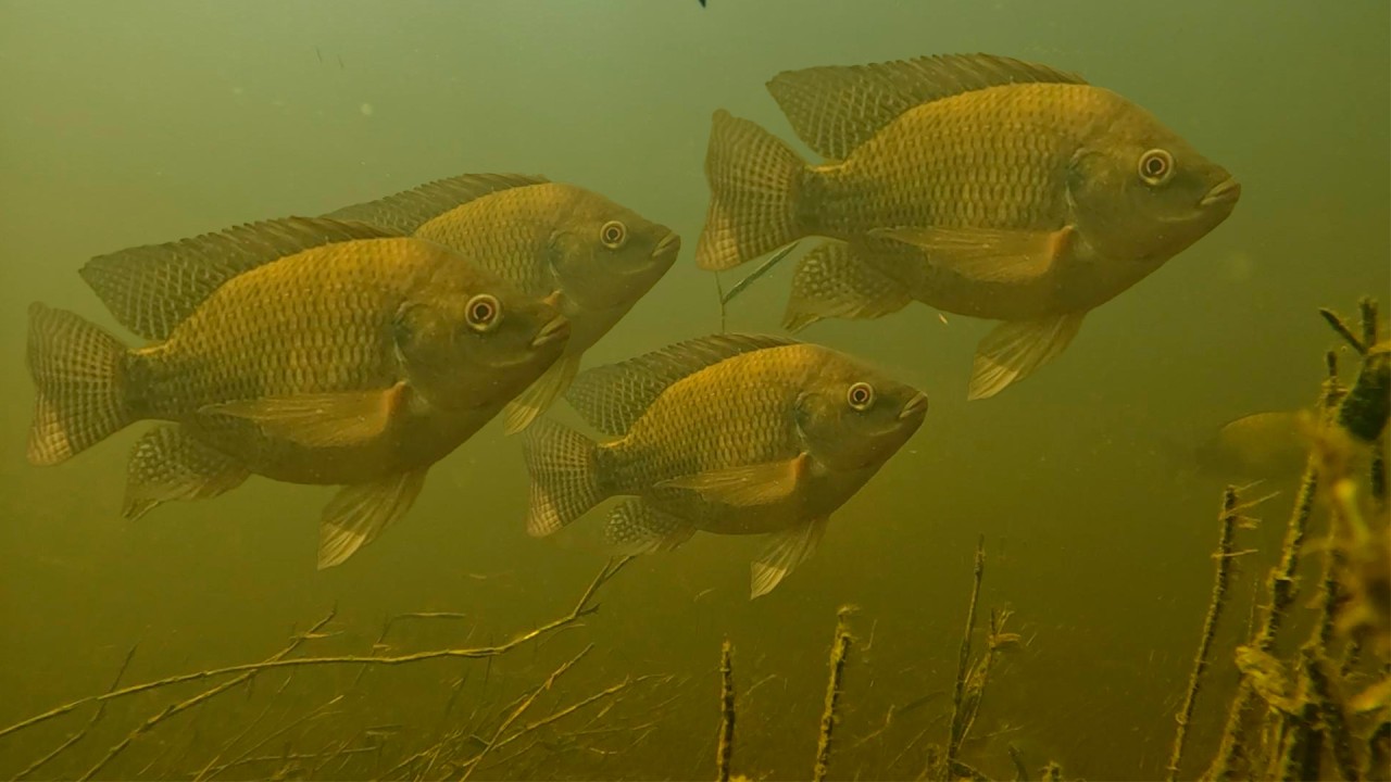 Pescando con Arpón, hermosas aguas cristalinas, videos de pesca.