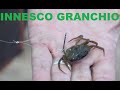 Innesco del granchio per pesca a surfcasting dell'orata (dorada)